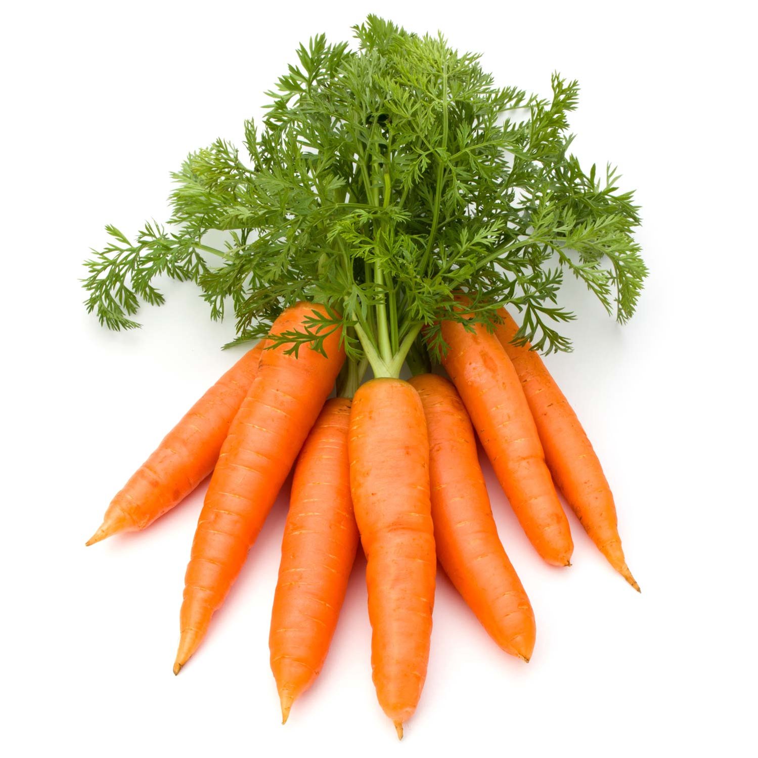 Ein Bund Karotten auf weißem Untergrund